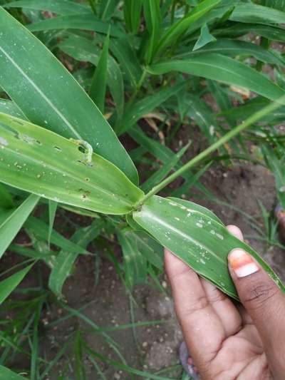 Fall Armyworm - Millet