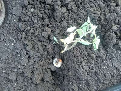 White Grub - Tomato