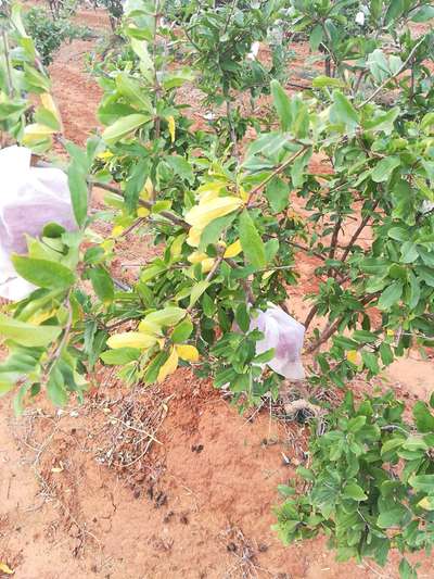 Nitrogen Deficiency - Pomegranate