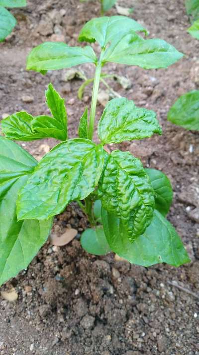 Spider Mites - Bean