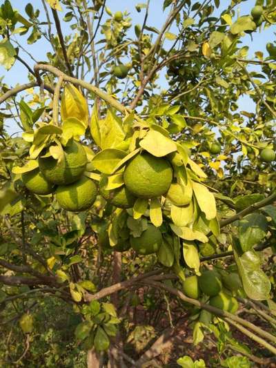 ఓరియంటల్ సాలీడు నల్లి - నిమ్మజాతి