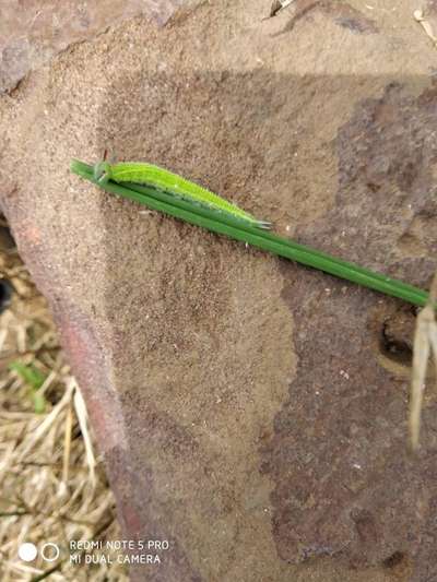 Greenhorned Caterpillars - Rice