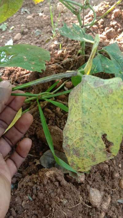ಕಾಂಡ ಕೊಳೆತ - ಹುರುಳಿ