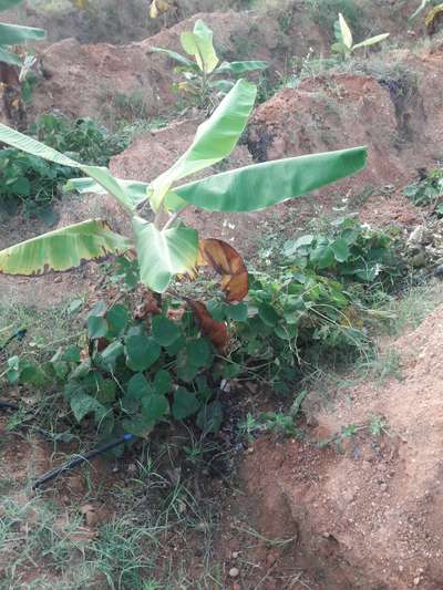 ಪೊಟ್ಯಾಸಿಯಮ್  ಕೊರತೆ - ಬಾಳೆಹಣ್ಣು