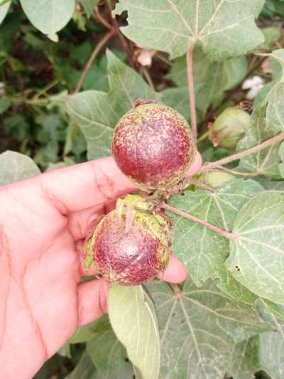 Leaf Reddening of Cotton - Cotton