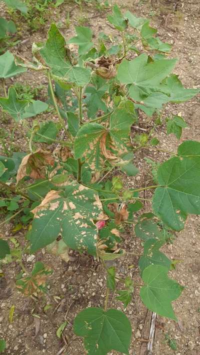 Wet Weather Blight of Cotton - Cotton