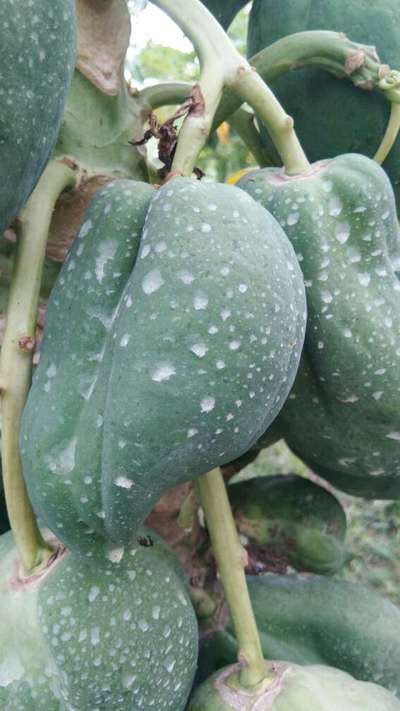 Boron Deficiency - Papaya