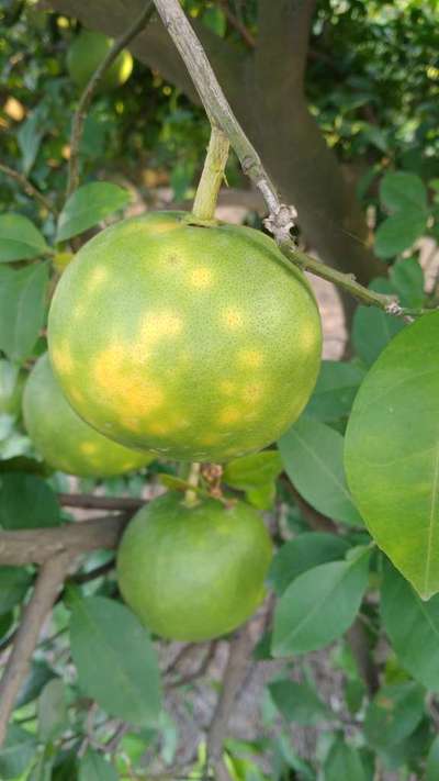 Citrus Greening Disease - Citrus