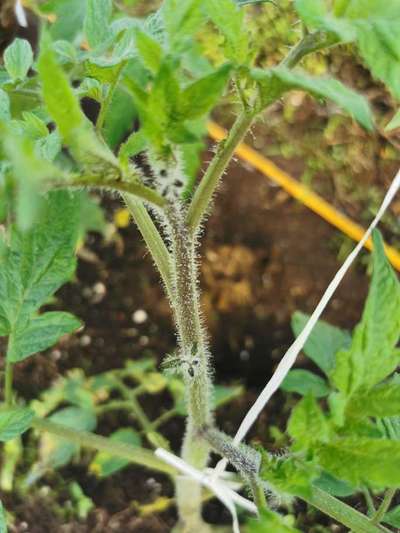 Podredumbre acuosa de la judía - Tomate