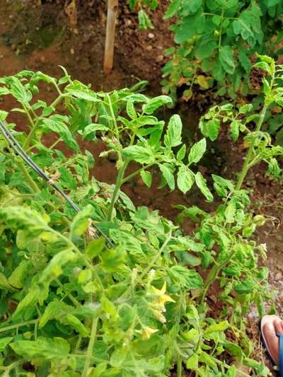 Leaf Curl in Tomato - Tomato