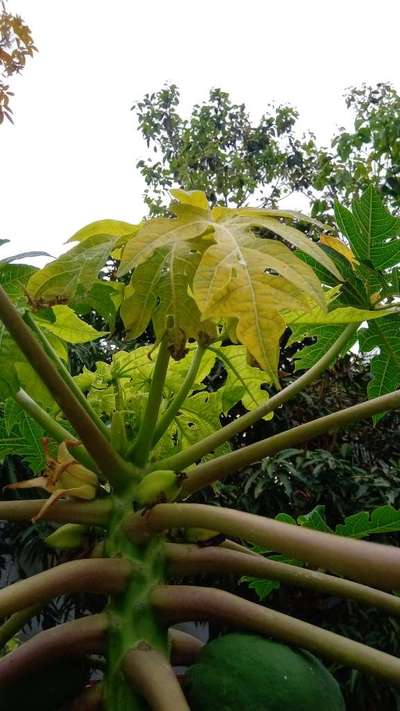পেঁপের মোজাইক ভাইরাস রোগ - পেঁপে
