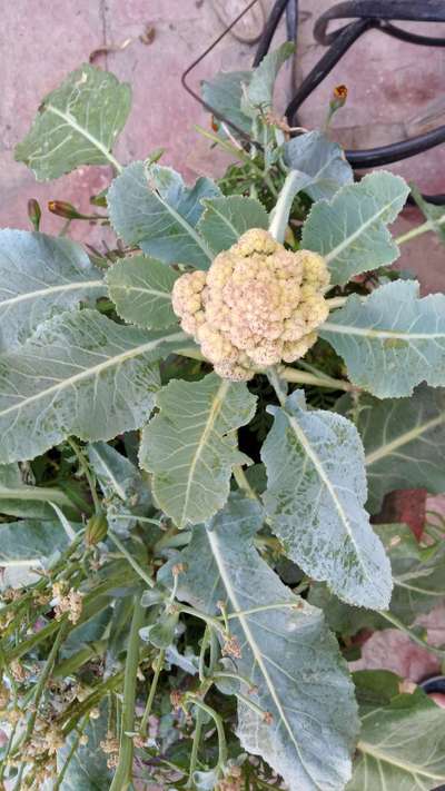 Boron Deficiency - Cauliflower