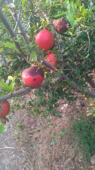 Bacterial Blight of Pomegranate - Pomegranate