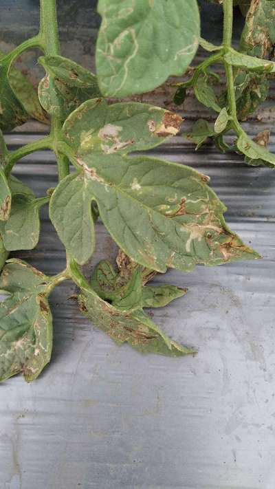 Tomato Leaf Miner - Tomato