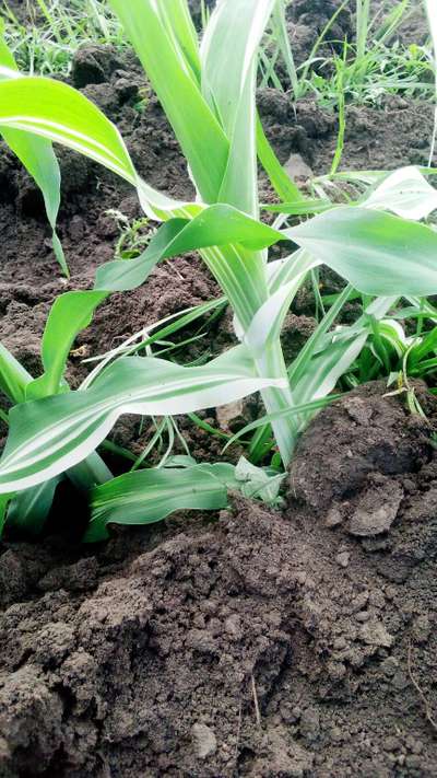 Leaf Variegation - Maize