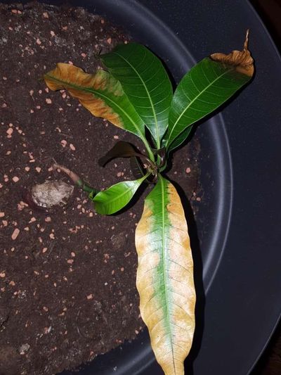 Potassium Deficiency - Mango