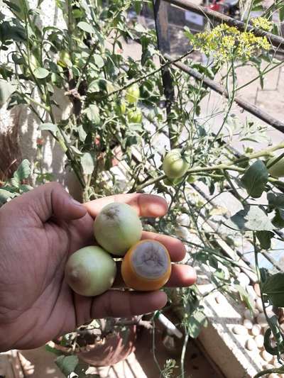 Blossom End Rot - Tomato