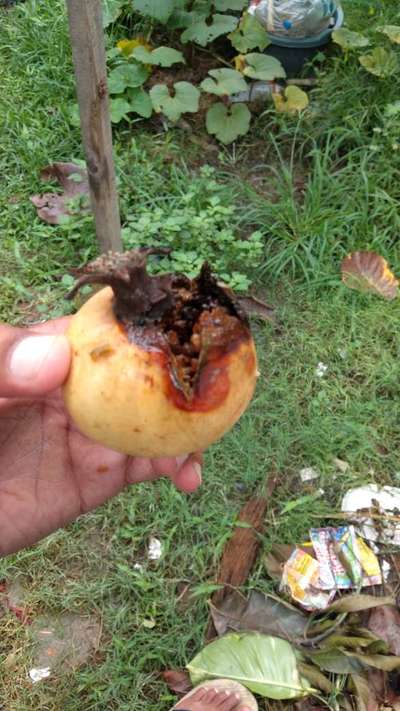 Bacterial Blight of Pomegranate - Pomegranate