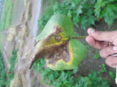 Alternaria Leaf Spot of Cotton - Cotton