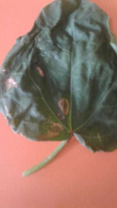 Alternaria Leaf Spot of Cotton - Cotton