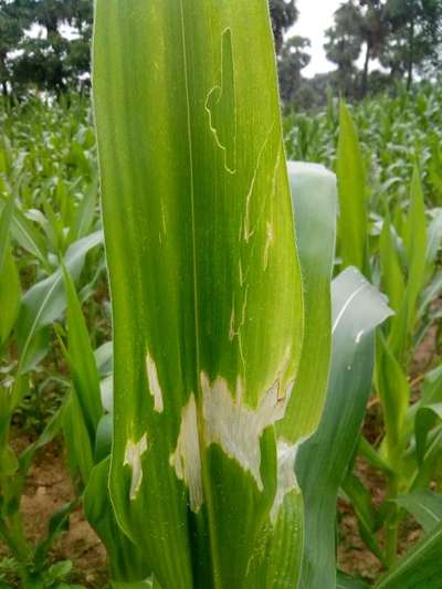 বালাইনাশকঘটিত ঝলসানো রোগ - ভুট্টা