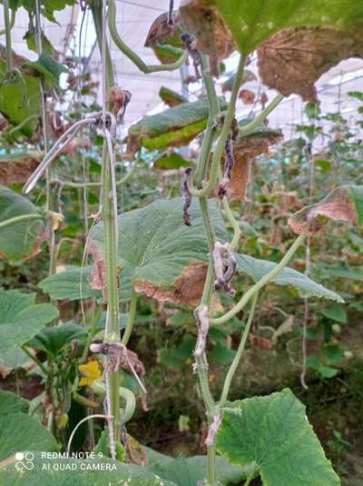 Gummy Stem Blight of Cucurbits - Cucumber