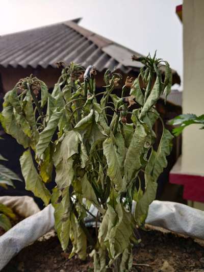 ফিউজারিয়াম উইল্ট - ক্যাপসিকাম ও মরিচ