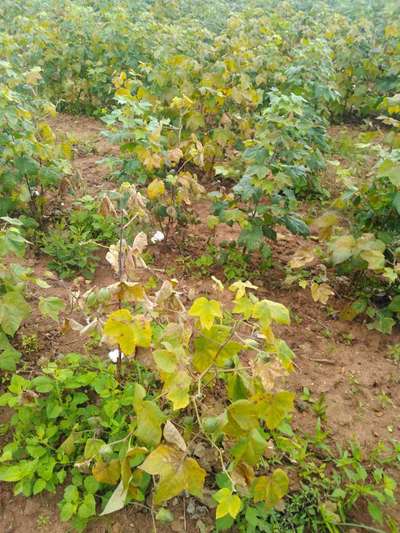 Verticillium Wilt - Cotton