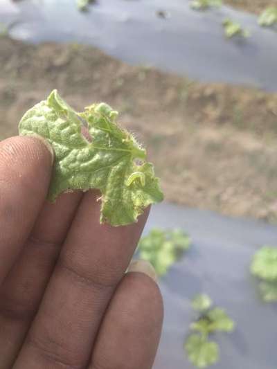 Diamondback Moth - Melon