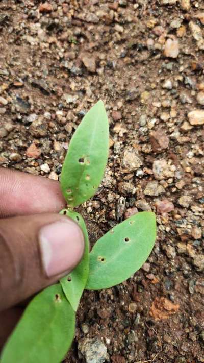 Flea Beetles - Peanut