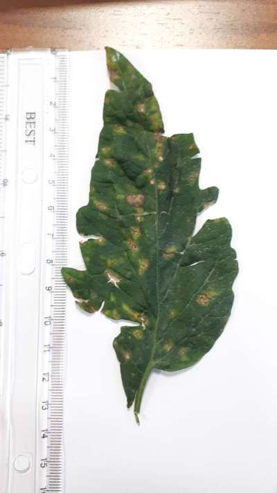 Cercospora Leaf Spot of Legumes - Tomato