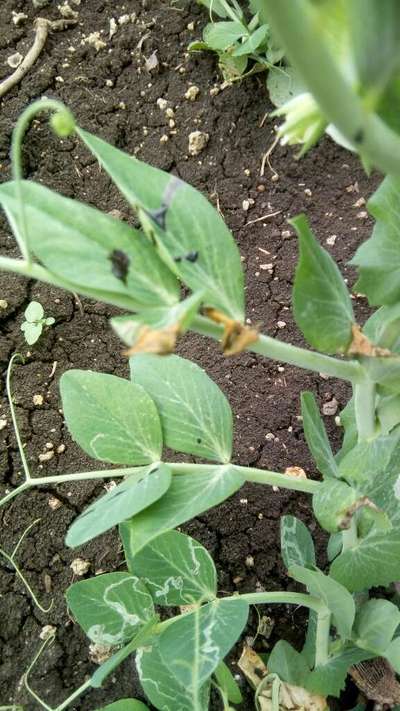 Leaf Miner Flies - Pea