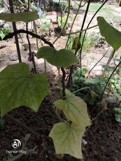 Leaf Miner Flies - Cucumber