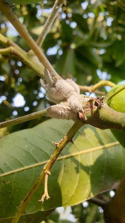 Mealybug - Mango