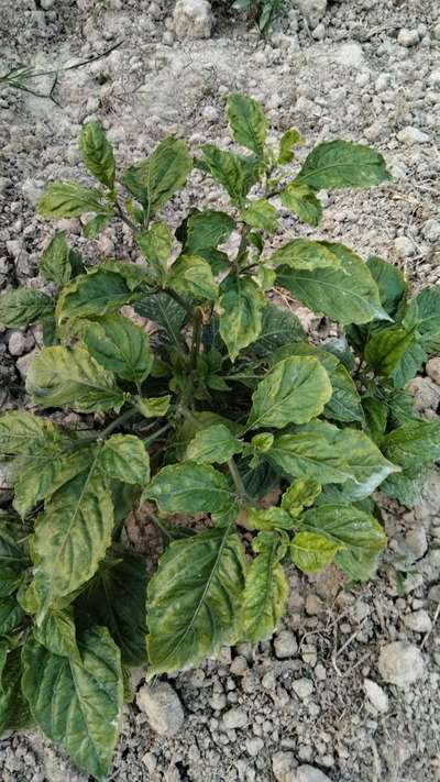 Cucumber Mosaic Virus of Pepper - Capsicum & Chilli