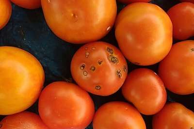 Cancro Bacteriano do Tomateiro - Tomate