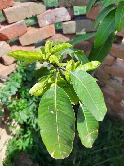 Boron Deficiency - Mango