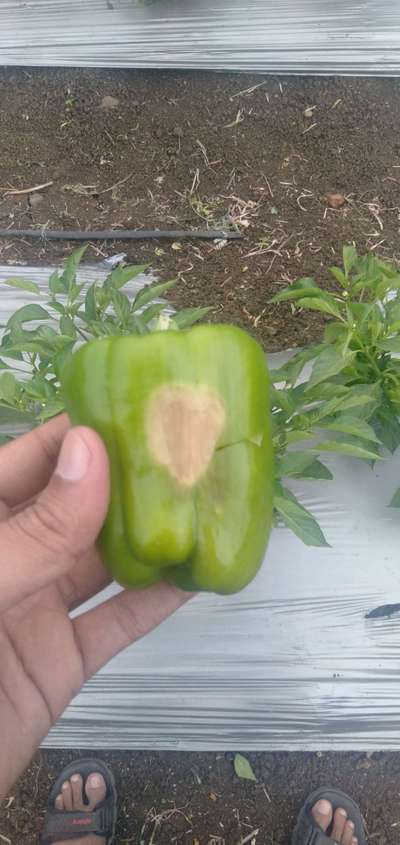 Sunburn - Capsicum & Chilli