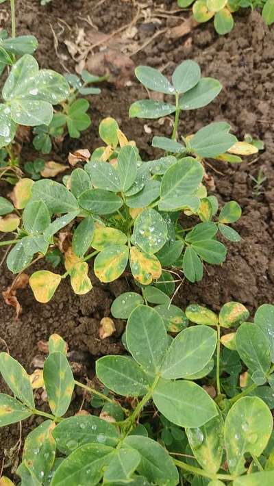 Alternaria Leaf Spot Peanut - Peanut