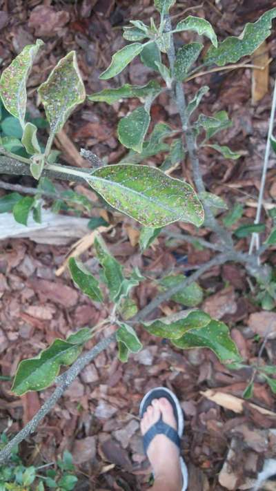 Aphids - Brinjal