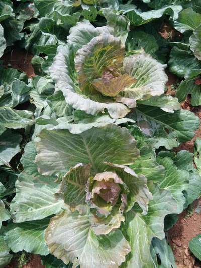 Phosphorus Deficiency - Cabbage