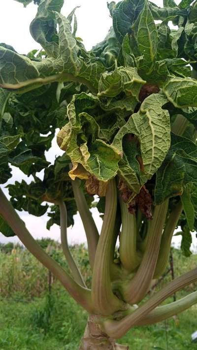 Papaya Leaf Curl Virus - Papaya