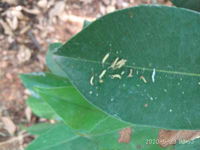 Mango Leaf Webber - Citrus