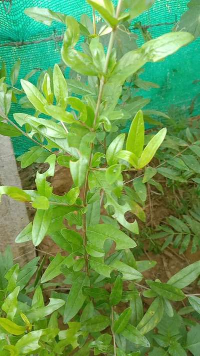 ಎಲೆ ತುಂಡರಿಸುವ ಜೇನುನೊಣ(ಲೀಫ್ ಕಟ್ಟರ್ ಬೀಸ್) - ದಾಳಿಂಬೆ