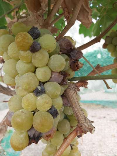 Black Rot of Grape - العنب