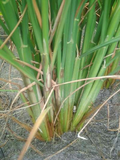 Sheath Rot of Rice - Rice