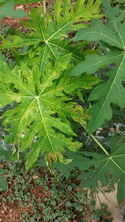 Papaya Mosaic Virus - Papaya