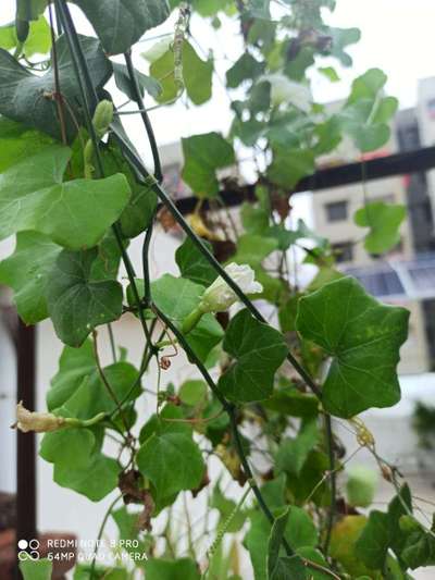 Boron Deficiency - Cucumber