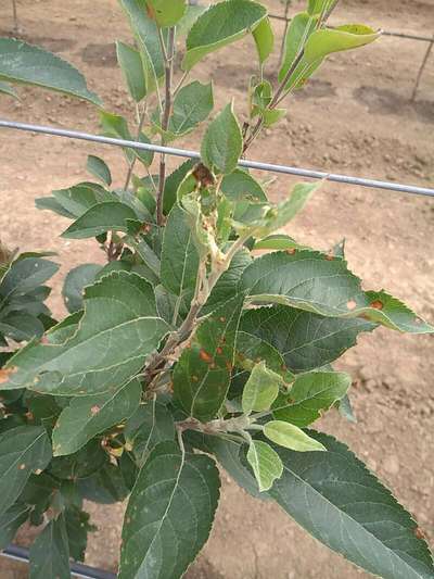 Anthracnose of Currant and Gooseberry - Apple