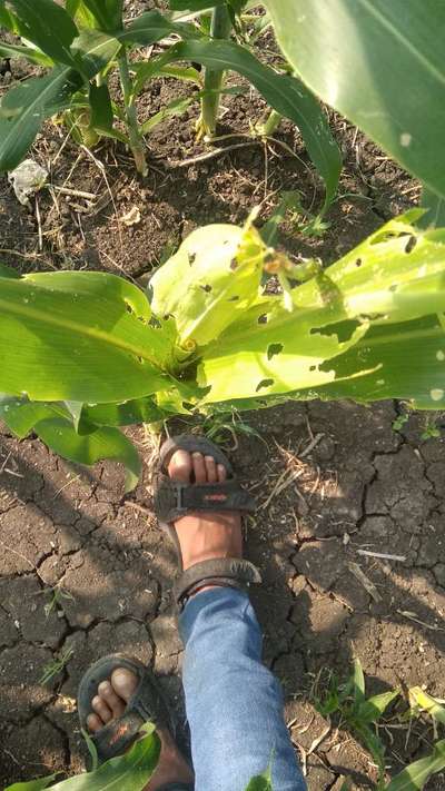 ಚುಕ್ಕೆಯುಳ್ಳ ಕಾಂಡಕೊರಕ - ಹುಲ್ಲುಜೋಳ